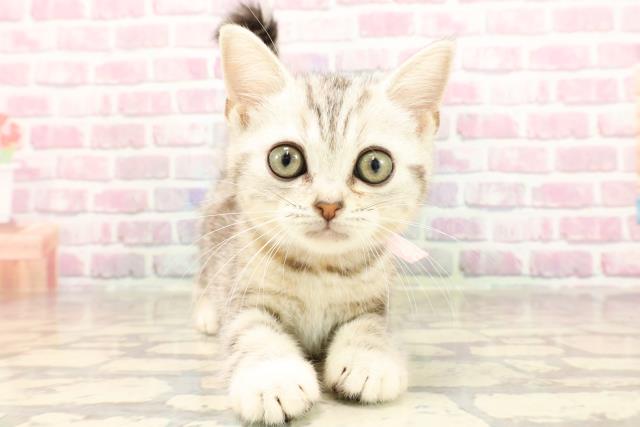 東京都のアメリカンショートヘアー (Coo&RIKU板橋店/2025年5月26日生まれ/女の子/シルバータビー)の子猫