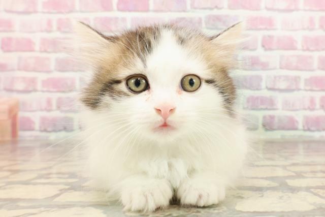 福島県のマンチカン (Coo&RIKUいわき店/2025年5月26日生まれ/男の子/ブラウンタビーホワイト)の子猫の1枚目の画像