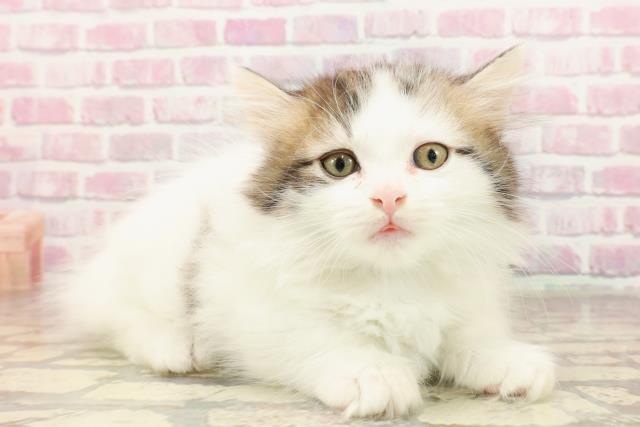 福島県のマンチカン (Coo&RIKUいわき店/2025年5月26日生まれ/男の子/ブラウンタビーホワイト)の子猫の3枚目の画像