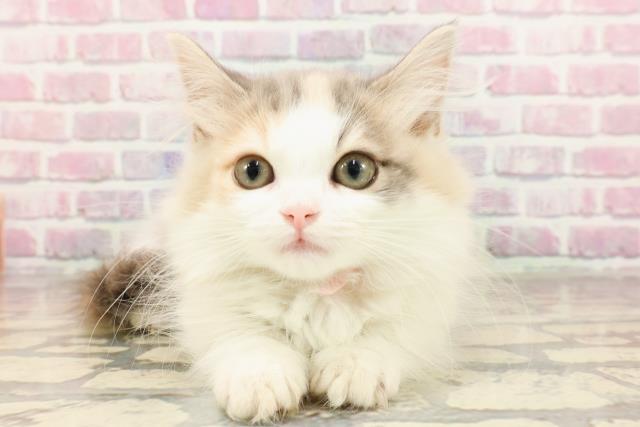 群馬県のマンチカン (Coo&RIKU伊勢崎店/2025年5月26日生まれ/女の子/ダイリュートキャリコ)の子猫の1枚目の画像