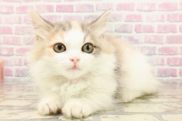群馬県のマンチカン (Coo&RIKU伊勢崎店/2025年5月26日生まれ/女の子/ダイリュートキャリコ)の子猫の2枚目の画像