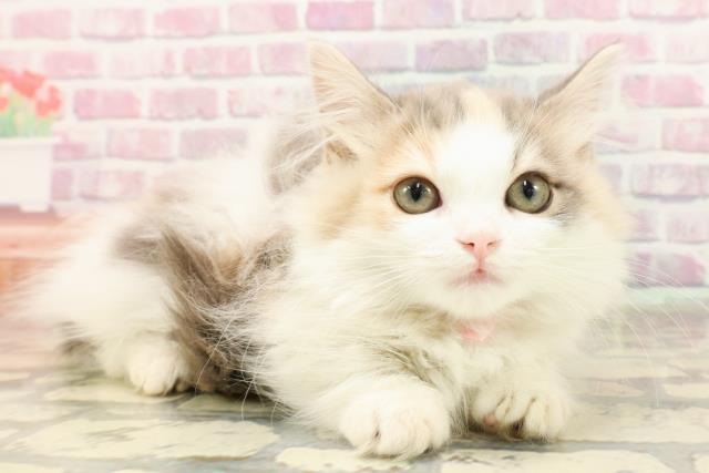 群馬県のマンチカン (Coo&RIKU伊勢崎店/2025年5月26日生まれ/女の子/ダイリュートキャリコ)の子猫の3枚目の画像