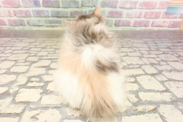 群馬県のマンチカン (Coo&RIKU伊勢崎店/2025年5月26日生まれ/女の子/ダイリュートキャリコ)の子猫の4枚目の画像