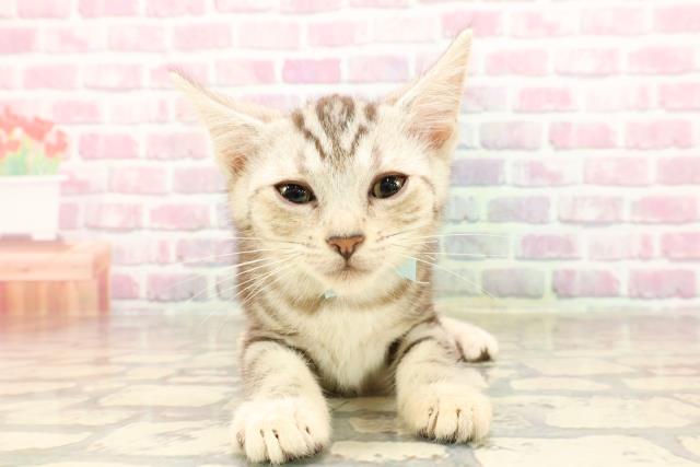 神奈川県のアメリカンショートヘアー (Coo&RIKU日吉店/2025年5月25日生まれ/男の子/シルバータビー)の子猫の1枚目の画像