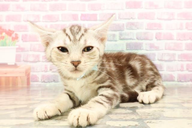 神奈川県のアメリカンショートヘアー (Coo&RIKU日吉店/2025年5月25日生まれ/男の子/シルバータビー)の子猫の2枚目の画像