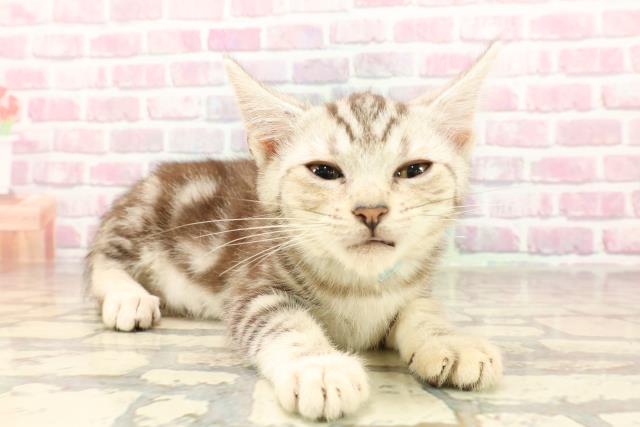 神奈川県のアメリカンショートヘアー (Coo&RIKU日吉店/2025年5月25日生まれ/男の子/シルバータビー)の子猫の3枚目の画像