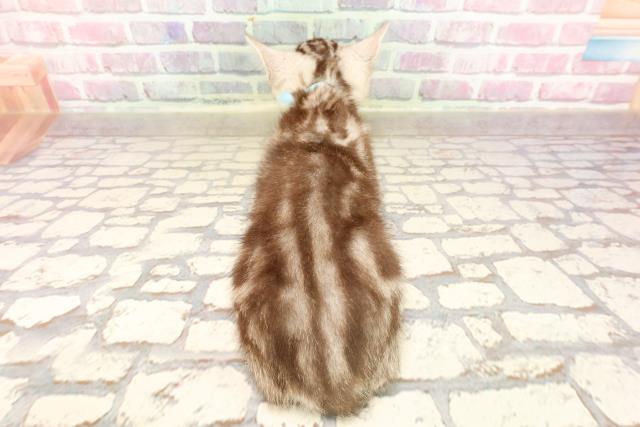 神奈川県のアメリカンショートヘアー (Coo&RIKU日吉店/2025年5月25日生まれ/男の子/シルバータビー)の子猫の4枚目の画像