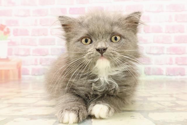 栃木県のマンチカン (Coo&RIKU足利店/2025年5月27日生まれ/男の子/ブルーホワイト)の子猫の1枚目の画像
