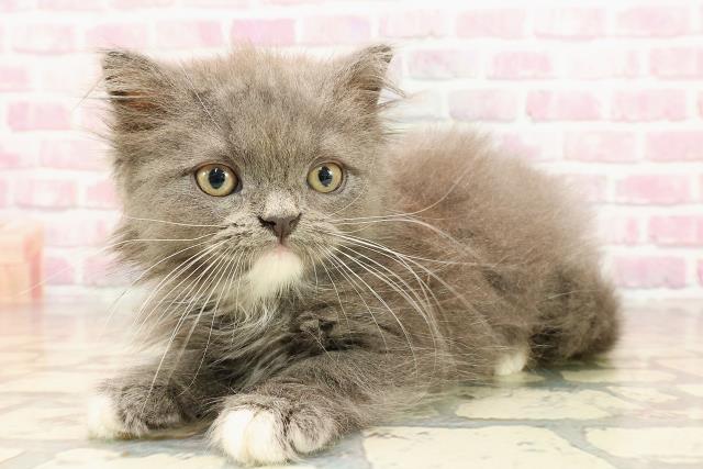 栃木県のマンチカン (Coo&RIKU足利店/2025年5月27日生まれ/男の子/ブルーホワイト)の子猫の2枚目の画像