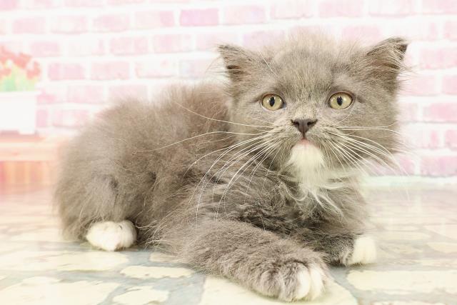 栃木県のマンチカン (Coo&RIKU足利店/2025年5月27日生まれ/男の子/ブルーホワイト)の子猫の3枚目の画像