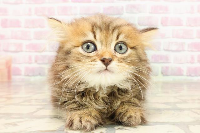 プッチ、幅広シュシュ、(グリーンローズ)わんちゃん猫ちゃん用 プッチ、幅広シュシュ、(グリーンローズ)わんちゃん猫ちゃん用