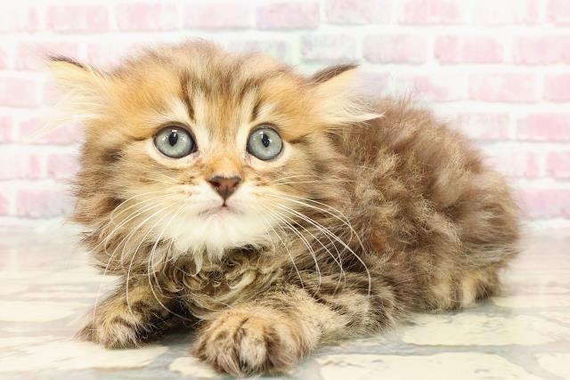 神奈川県のマンチカン (Coo&RIKU横須賀店/2025年5月27日生まれ/男の子/ブラウンタビー)の子猫の2枚目の画像