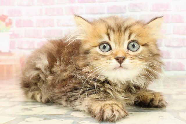 神奈川県のマンチカン (Coo&RIKU横須賀店/2025年5月27日生まれ/男の子/ブラウンタビー)の子猫の3枚目の画像