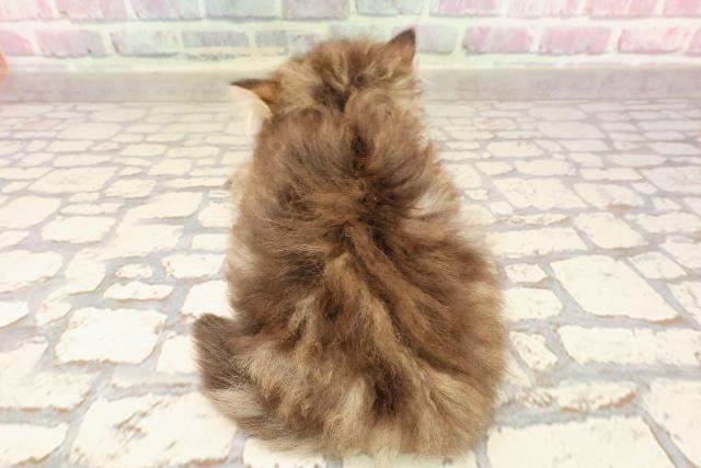 神奈川県のマンチカン (Coo&RIKU横須賀店/2025年5月27日生まれ/男の子/ブラウンタビー)の子猫の4枚目の画像
