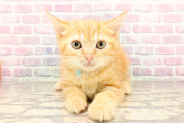 キャッツインザシティ(3) オレンジアメリカンショートヘア猫　100g銀バー キャッツインザシティ(3) オレンジアメリカンショートヘア猫