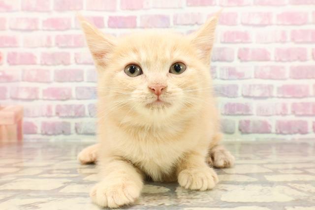 東京都のアメリカンショートヘアー (Coo&RIKU大久保店/2025年5月26日生まれ/男の子/クリームタビー)の子猫の1枚目の画像