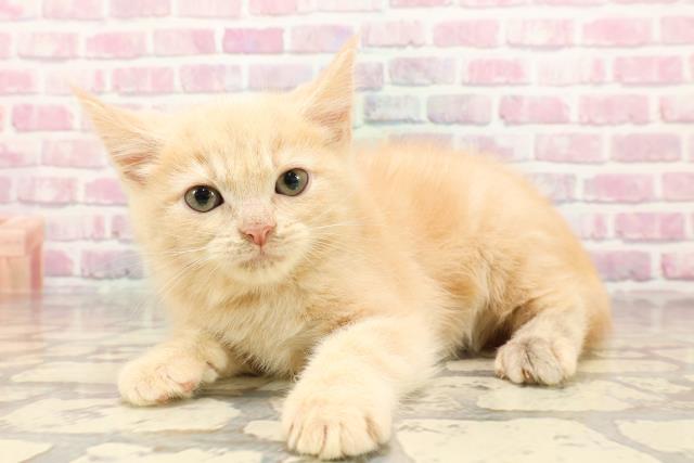 東京都のアメリカンショートヘアー (Coo&RIKU大久保店/2025年5月26日生まれ/男の子/クリームタビー)の子猫の2枚目の画像