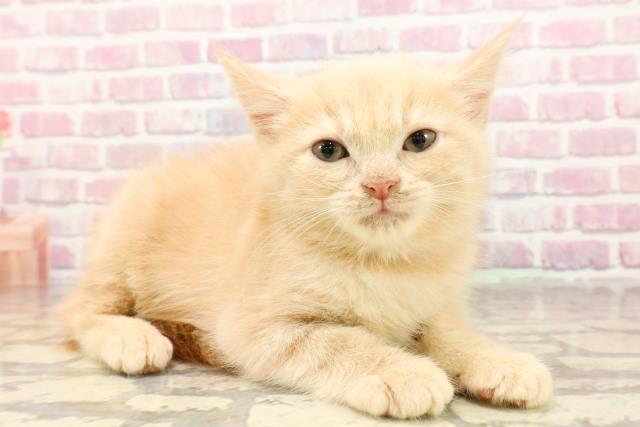 東京都のアメリカンショートヘアー (Coo&RIKU大久保店/2025年5月26日生まれ/男の子/クリームタビー)の子猫の3枚目の画像