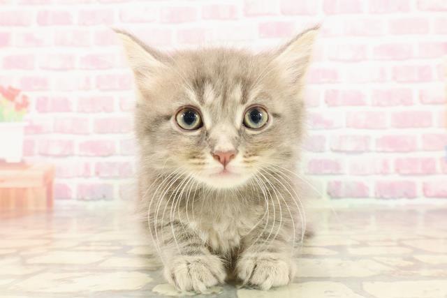 千葉県のサイベリアン (Coo&RIKUコメリパワー旭店/2025年5月23日生まれ/男の子/ブルータビー)の子猫