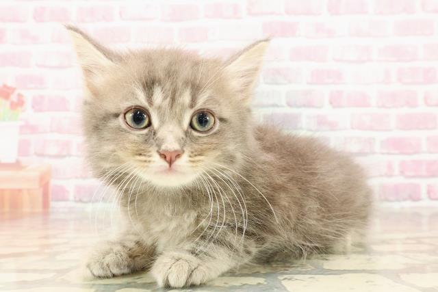 千葉県のサイベリアン (Coo&RIKUコメリパワー旭店/2025年5月23日生まれ/男の子/ブルータビー)の子猫の2枚目の画像