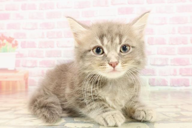 千葉県のサイベリアン (Coo&RIKUコメリパワー旭店/2025年5月23日生まれ/男の子/ブルータビー)の子猫の3枚目の画像