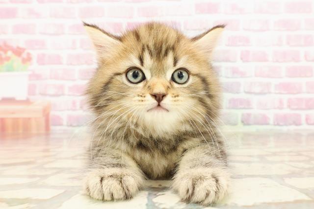 栃木県のサイベリアン (Coo&RIKU足利店/2025年5月28日生まれ/男の子/ブラウンタビー)の子猫の1枚目の画像