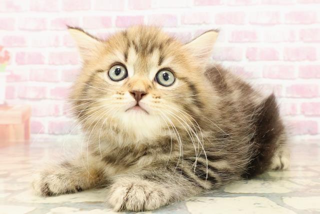 栃木県のサイベリアン (Coo&RIKU足利店/2025年5月28日生まれ/男の子/ブラウンタビー)の子猫の2枚目の画像