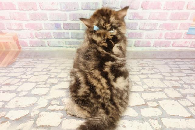 栃木県のサイベリアン (Coo&RIKU足利店/2025年5月28日生まれ/男の子/ブラウンタビー)の子猫の4枚目の画像