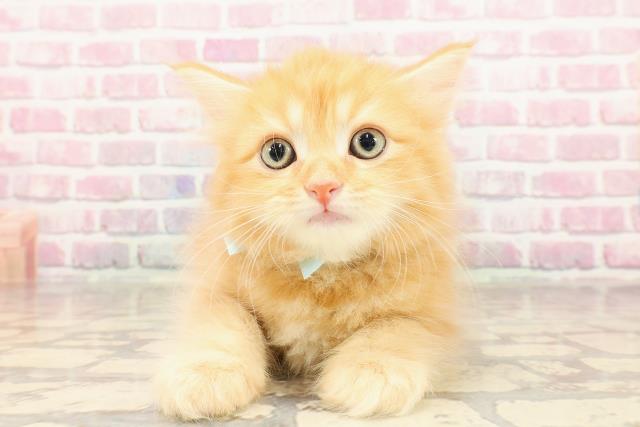 東京都のサイベリアン (Coo&RIKU新小岩店/2025年5月28日生まれ/男の子/レッドタビー)の子猫