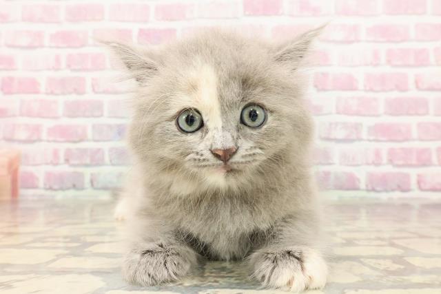 群馬県のサイベリアン (Coo&RIKU高崎店/2025年5月28日生まれ/女の子/ブルークリーム)の子猫の1枚目の画像