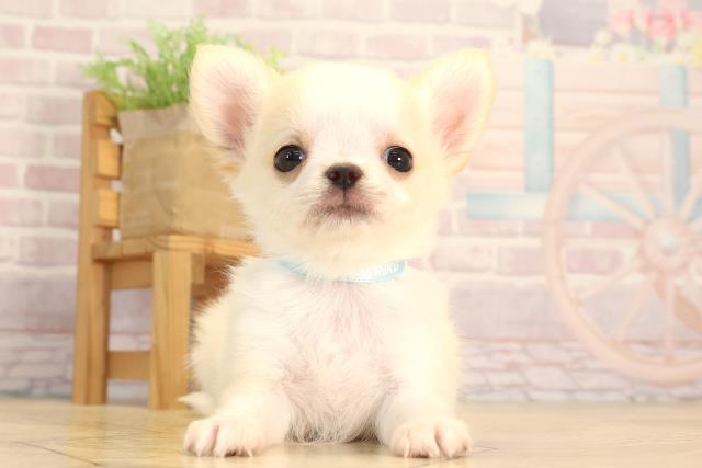 静岡県のチワワ(ロング) (Coo&RIKU浜松店/2025年5月28日生まれ/男の子/クリームホワイト)の子犬の1枚目の画像