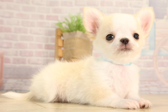 静岡県のチワワ(ロング) (Coo&RIKU浜松店/2025年5月28日生まれ/男の子/クリームホワイト)の子犬の2枚目の画像