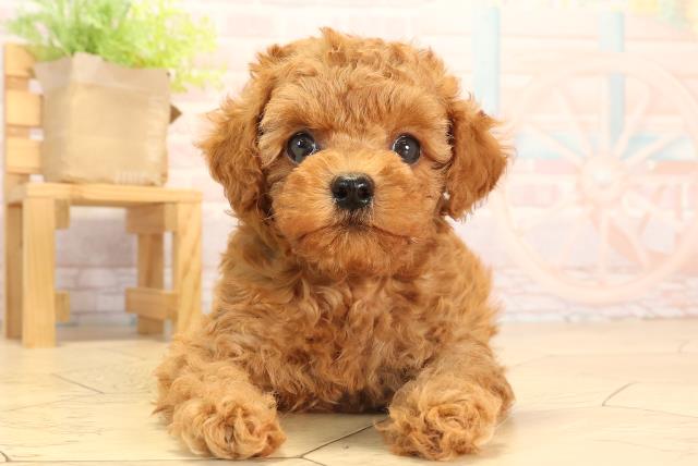 岐阜県のトイプードル(トイ) (Coo&RIKU各務原店/2025年5月25日生まれ/男の子/レッド)の子犬の1枚目の画像