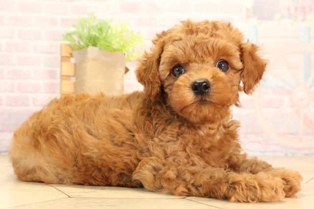 岐阜県のトイプードル(トイ) (Coo&RIKU各務原店/2025年5月25日生まれ/男の子/レッド)の子犬の2枚目の画像