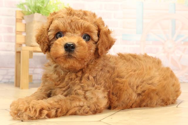 岐阜県のトイプードル(トイ) (Coo&RIKU各務原店/2025年5月25日生まれ/男の子/レッド)の子犬の3枚目の画像