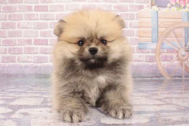 大阪府のポメラニアン (Coo&RIKU東大阪店/2025年5月26日生まれ/男の子/ウルフセーブル)の子犬の1枚目の画像