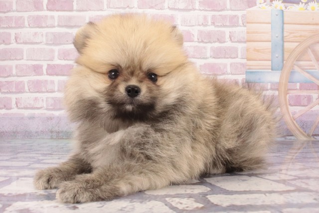 大阪府のポメラニアン (Coo&RIKU東大阪店/2025年5月26日生まれ/男の子/ウルフセーブル)の子犬の3枚目の画像