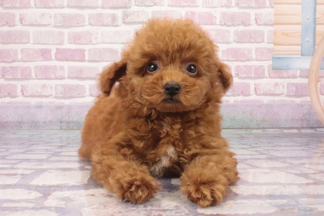 大阪府のトイプードル(トイ) (Coo&RIKU寝屋川店/2025年5月21日生まれ/男の子/レッドフォーン)の子犬の1枚目の画像
