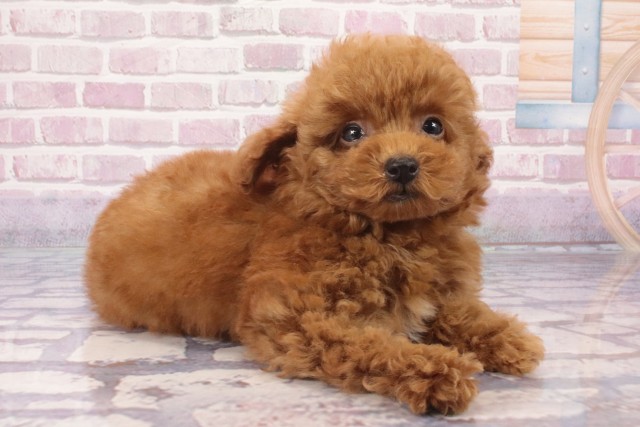 大阪府のトイプードル(トイ) (Coo&RIKU寝屋川店/2025年5月21日生まれ/男の子/レッドフォーン)の子犬の2枚目の画像