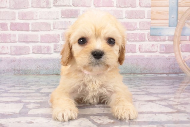奈良県のハーフ犬・ミックス犬 (Coo&RIKU奈良新庄店/2025年5月13日生まれ/女の子/クリーム)の子犬の1枚目の画像