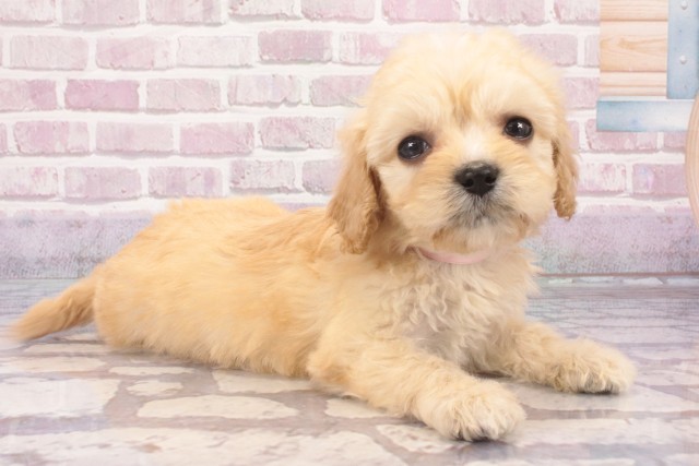 奈良県のハーフ犬・ミックス犬 (Coo&RIKU奈良新庄店/2025年5月13日生まれ/女の子/クリーム)の子犬の2枚目の画像