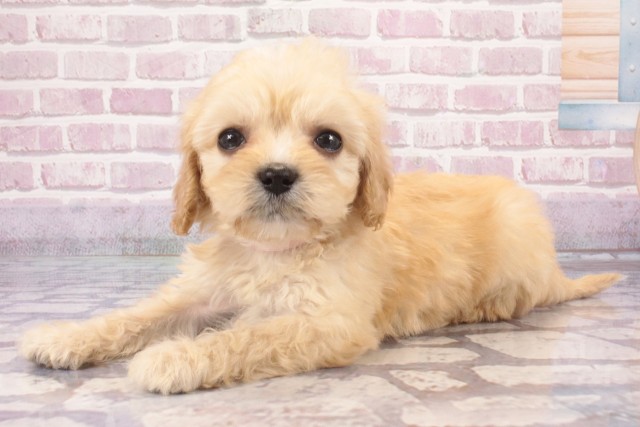 奈良県のハーフ犬・ミックス犬 (Coo&RIKU奈良新庄店/2025年5月13日生まれ/女の子/クリーム)の子犬の3枚目の画像