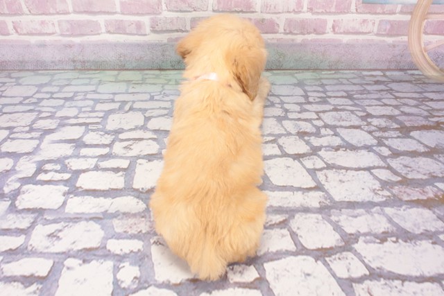 奈良県のハーフ犬・ミックス犬 (Coo&RIKU奈良新庄店/2025年5月13日生まれ/女の子/クリーム)の子犬の4枚目の画像
