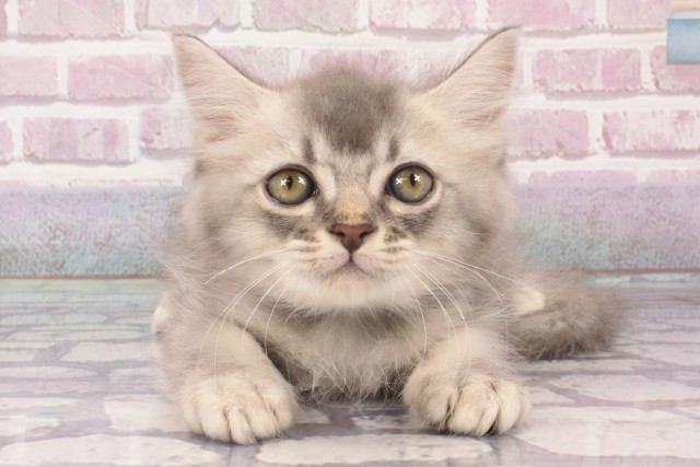 大阪府のマンチカン (Coo&RIKU枚方店/2025年5月19日生まれ/男の子/ブルータビーホワイト)の子猫の1枚目の画像