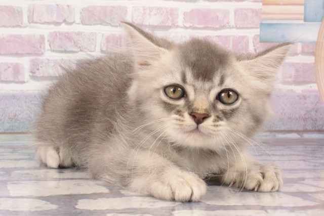 大阪府のマンチカン (Coo&RIKU枚方店/2025年5月19日生まれ/男の子/ブルータビーホワイト)の子猫の2枚目の画像