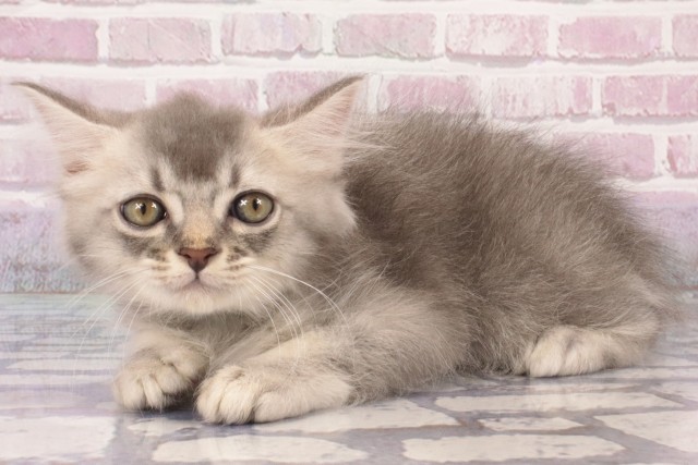 大阪府のマンチカン (Coo&RIKU枚方店/2025年5月19日生まれ/男の子/ブルータビーホワイト)の子猫の3枚目の画像