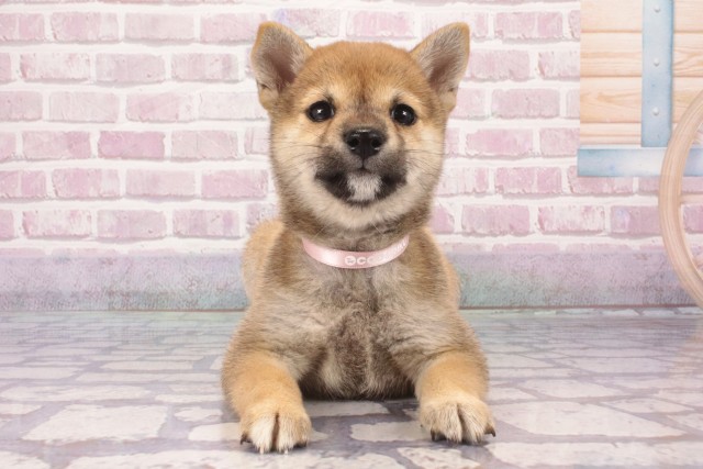 兵庫県の豆柴 (Coo&RIKU丹波店/2025年5月29日生まれ/女の子/赤)の子犬の1枚目の画像