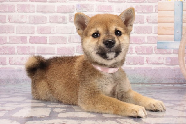 兵庫県の豆柴 (Coo&RIKU丹波店/2025年5月29日生まれ/女の子/赤)の子犬の2枚目の画像