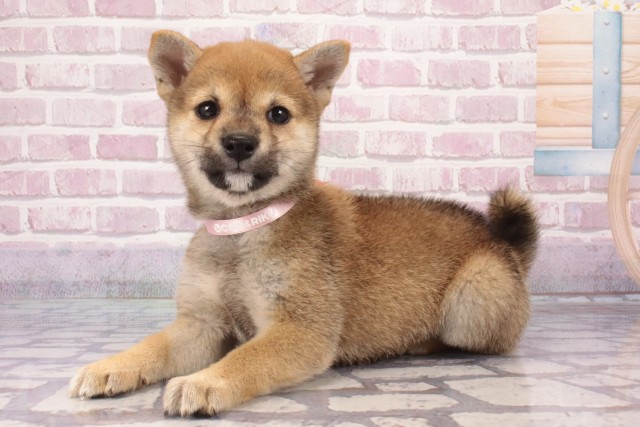 兵庫県の豆柴 (Coo&RIKU丹波店/2025年5月29日生まれ/女の子/赤)の子犬の3枚目の画像