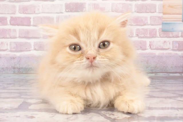 大阪府のマンチカン (Coo&RIKU東大阪店/2025年5月29日生まれ/女の子/クリームタビー)の子猫の1枚目の画像